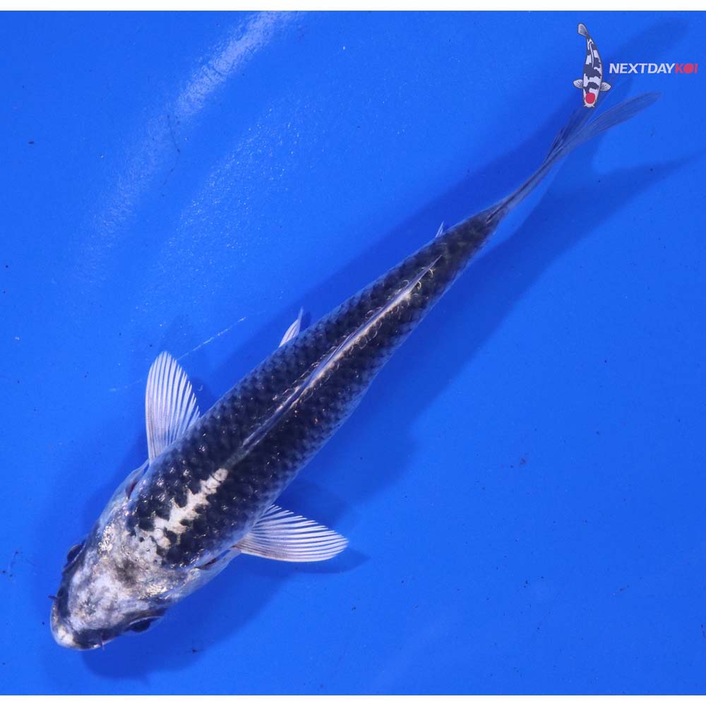 4” Imported Gin Matsuba