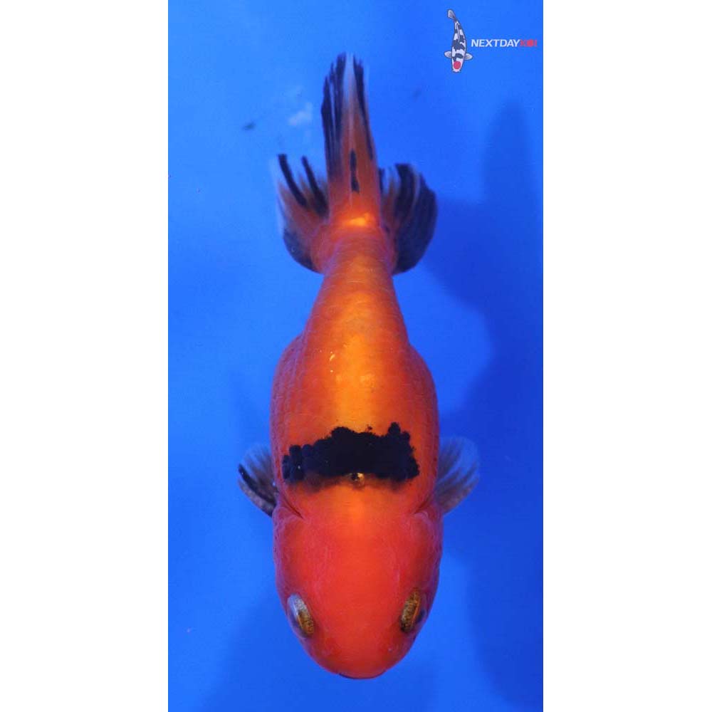 3” Imported Red and Black Ranchu