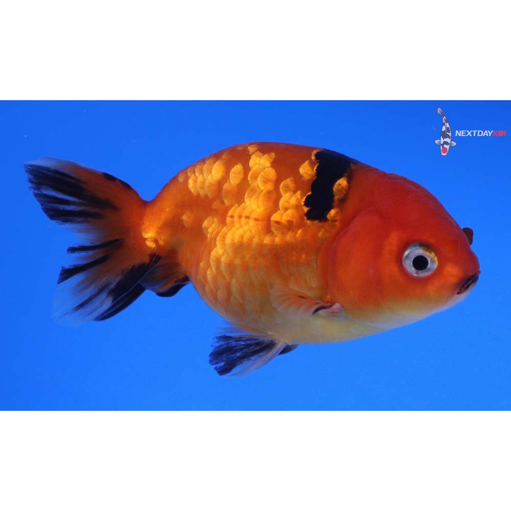 3” Imported Red and Black Ranchu