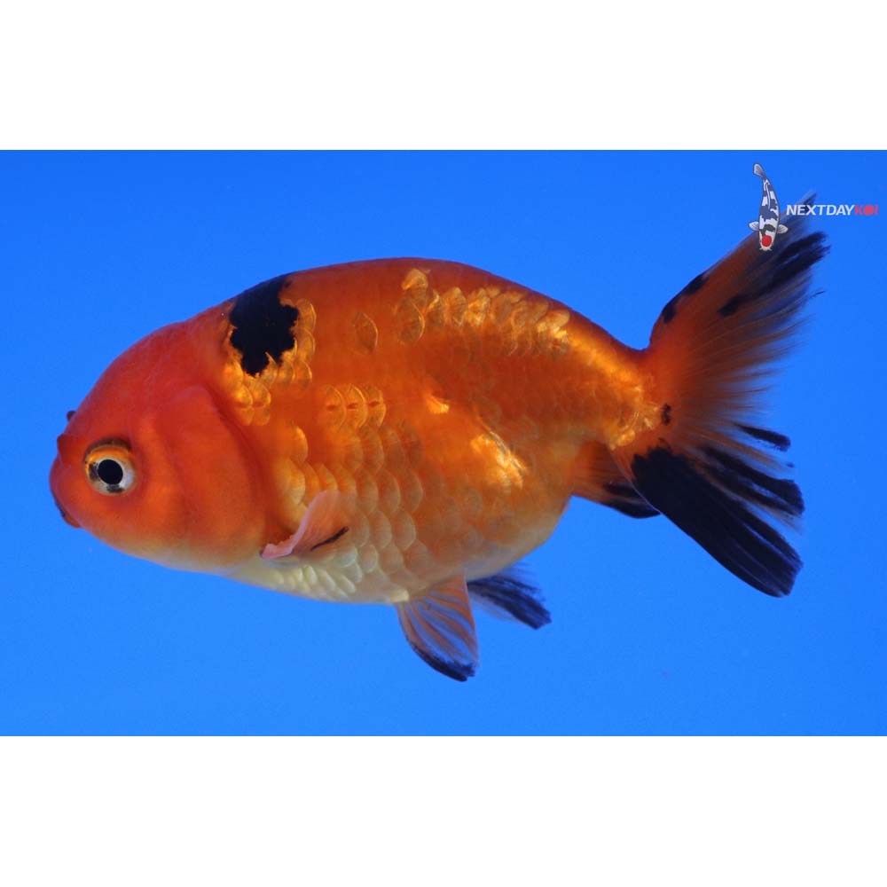 3” Imported Red and Black Ranchu