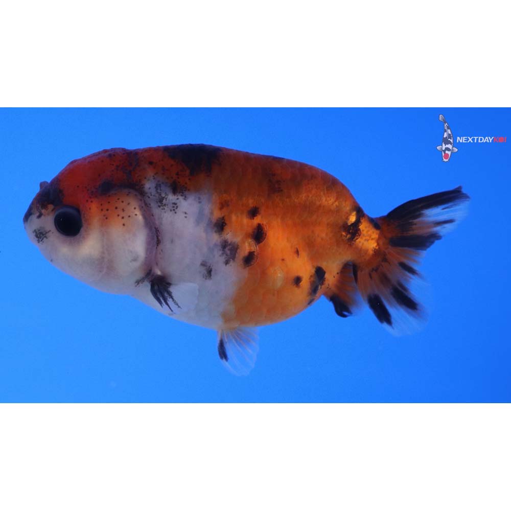 3” Imported Calico Ranchu