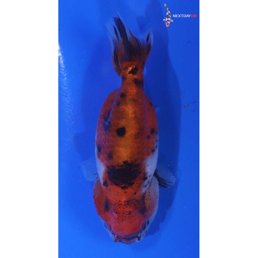 3” Imported Calico Ranchu