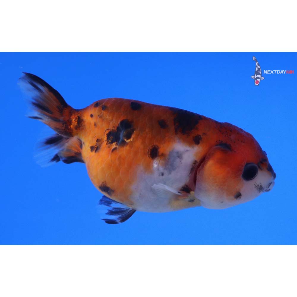 3” Imported Calico Ranchu