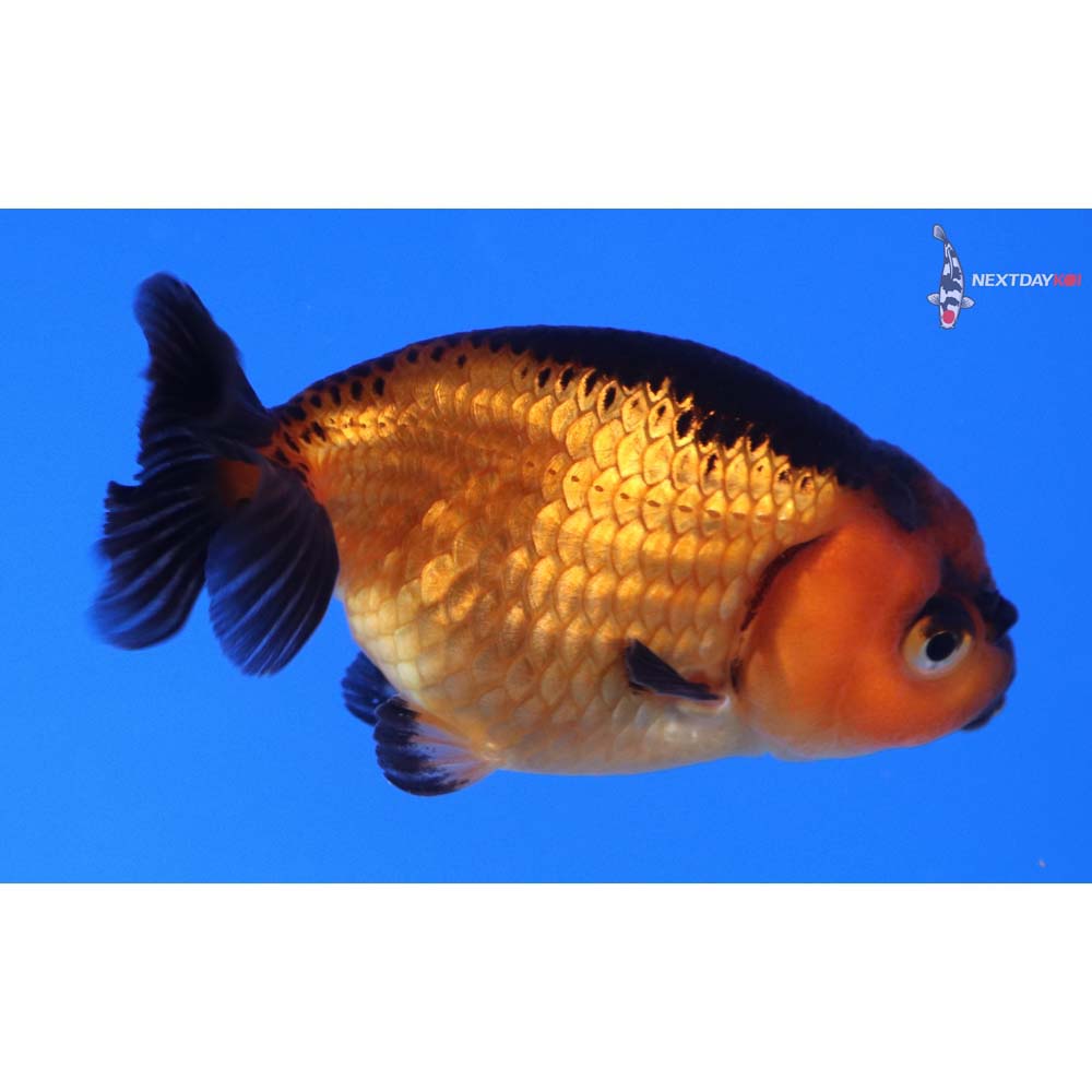 3” Imported Red and Black Ranchu