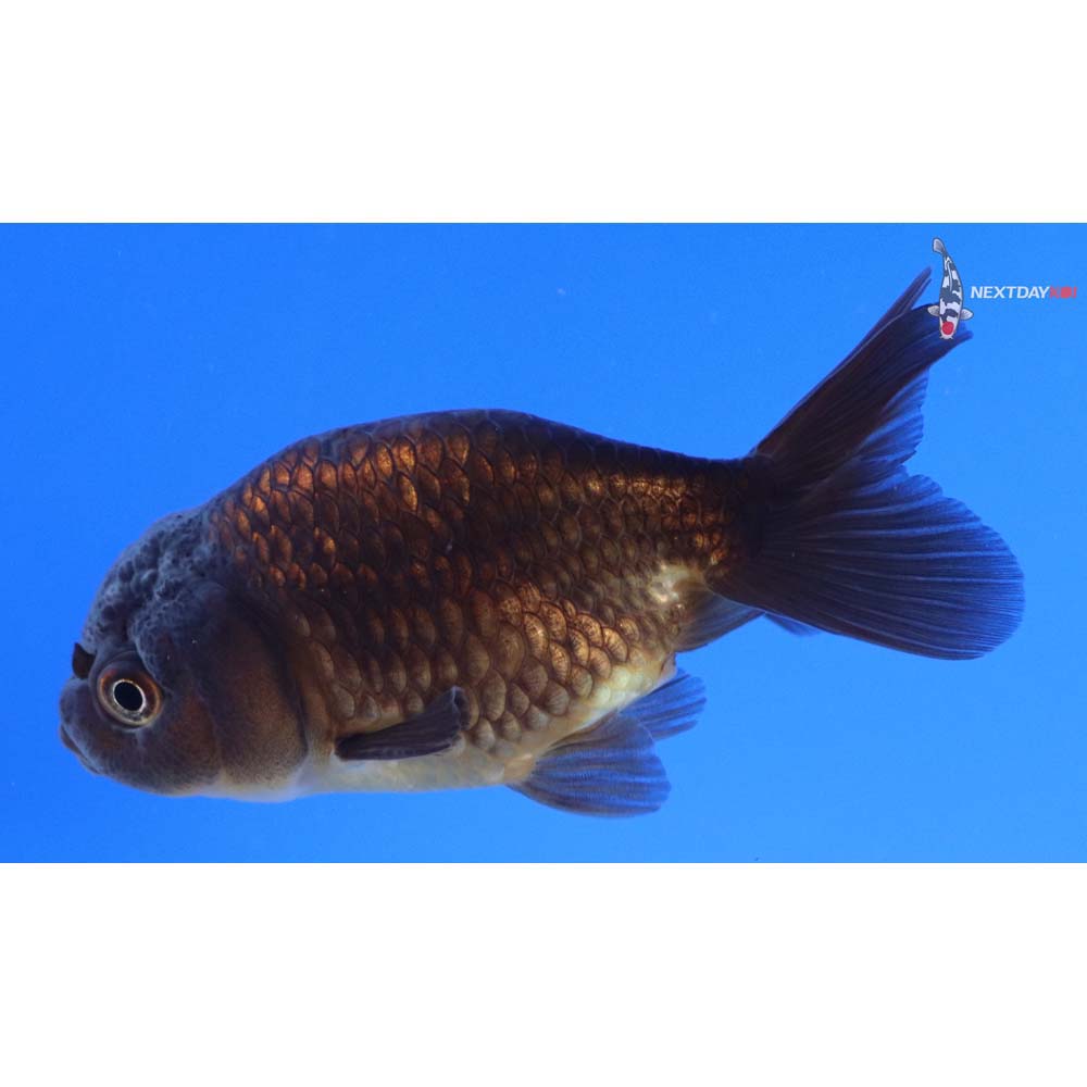 3” Imported Chocolate Ranchu