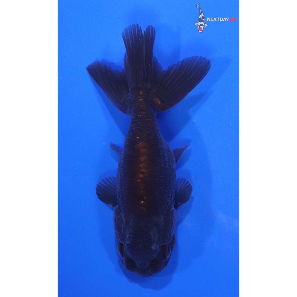 3” Imported Chocolate Ranchu