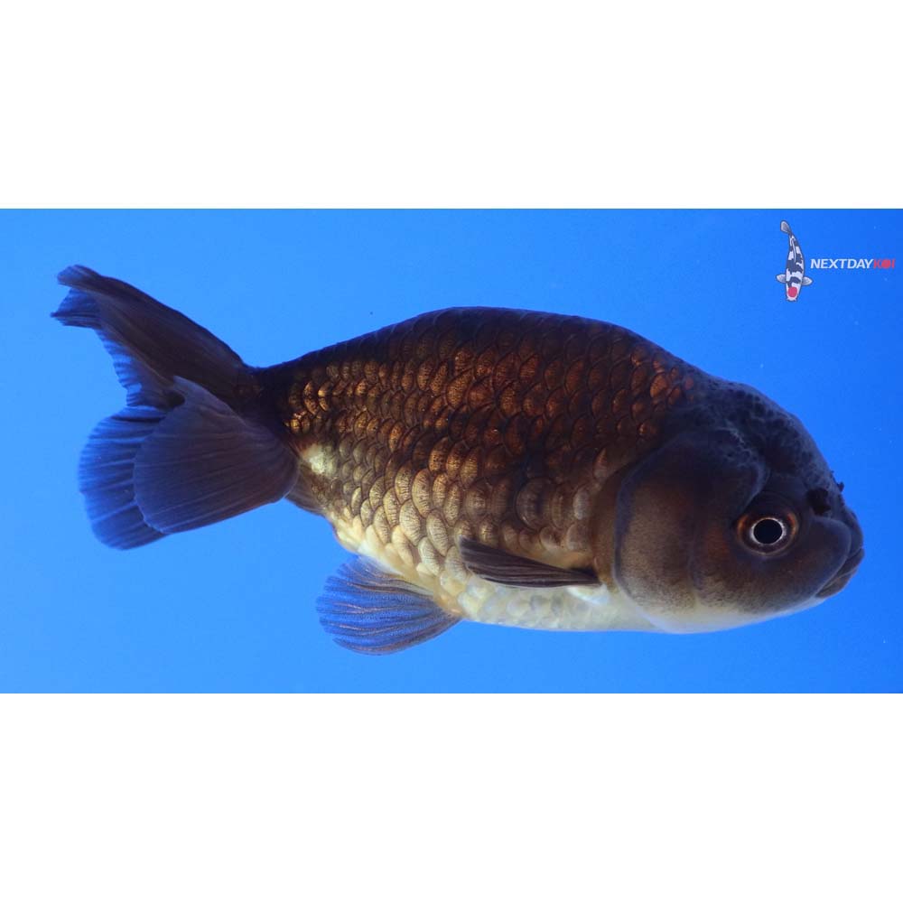 3” Imported Chocolate Ranchu