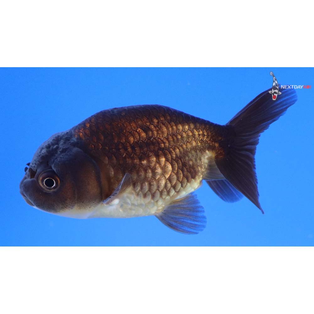 3” Imported Chocolate Ranchu