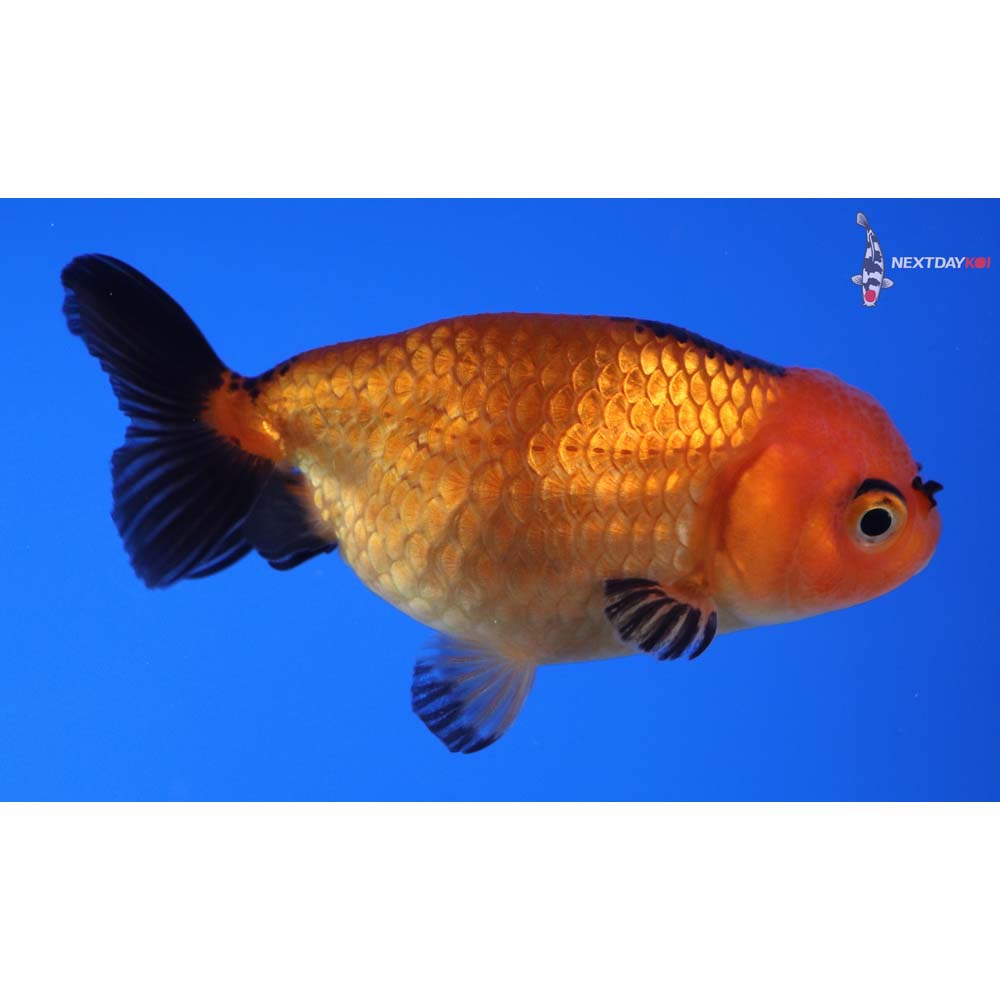 3” Imported Red and Black Ranchu