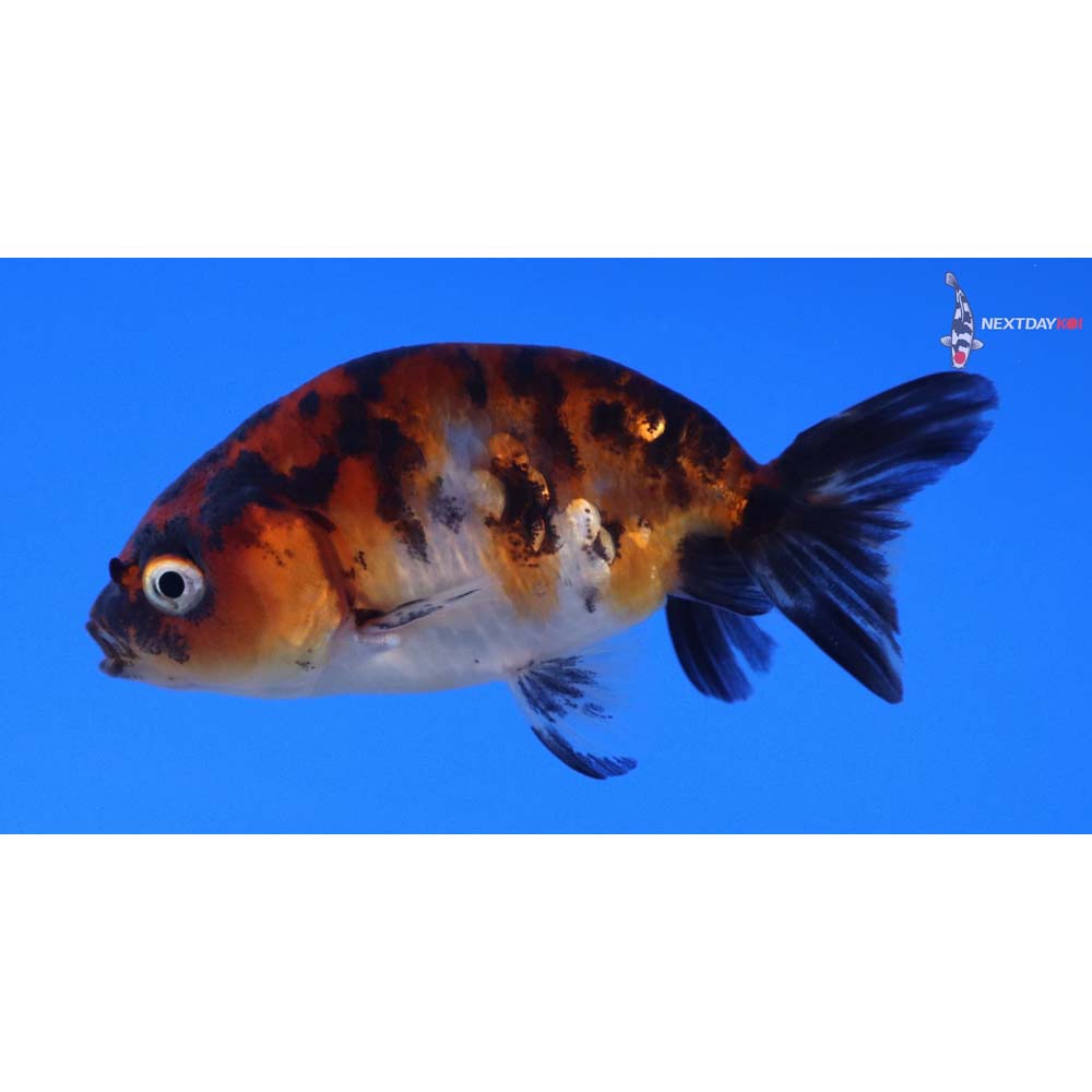 3” Imported Calico Ranchu