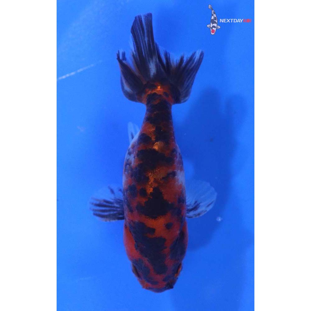 3” Imported Calico Ranchu