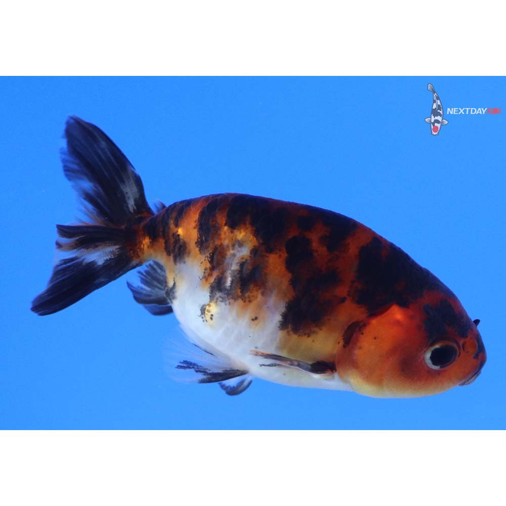 3” Imported Calico Ranchu