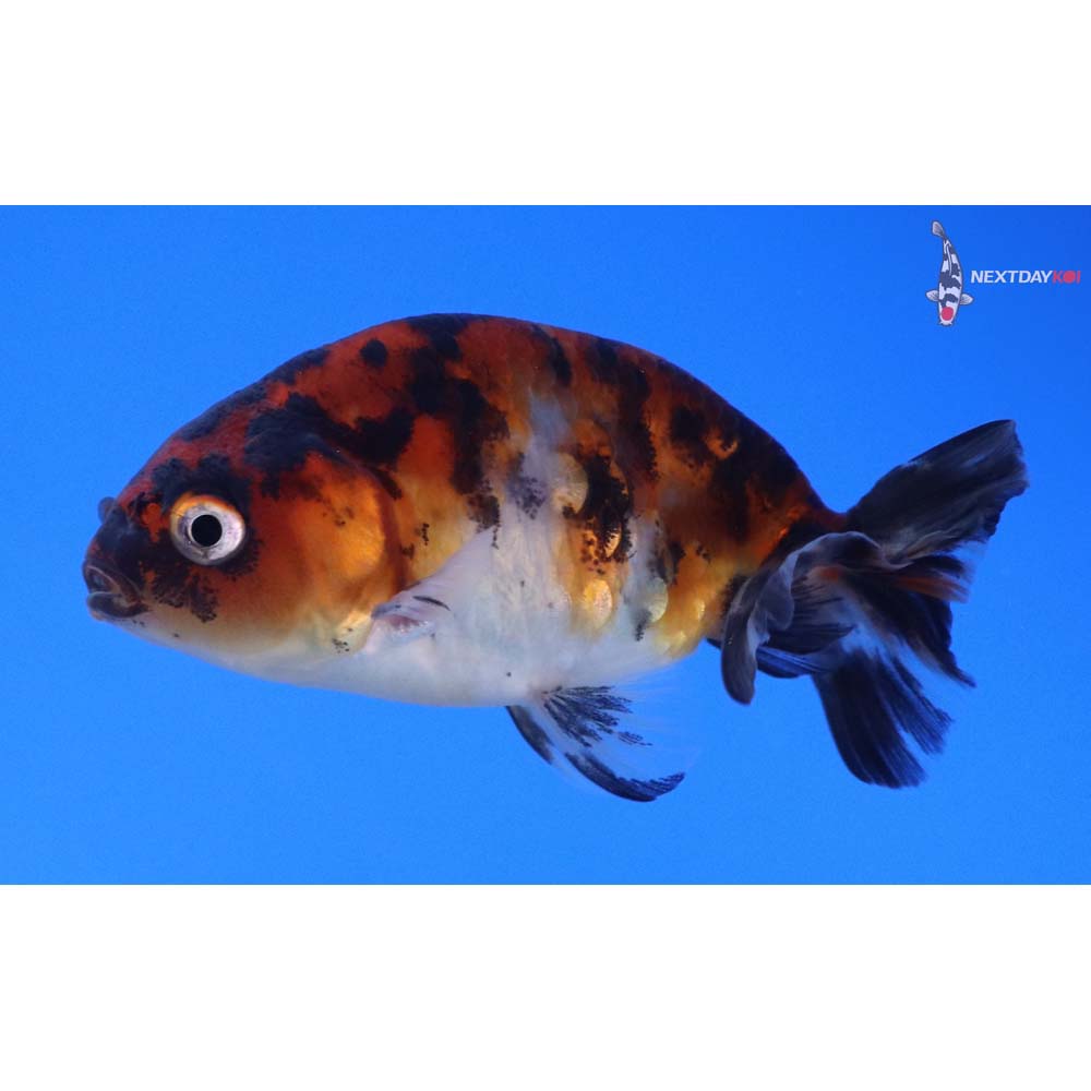 3” Imported Calico Ranchu