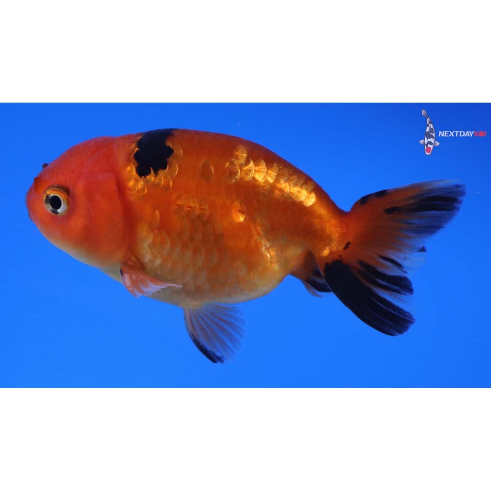 3” Imported Red and Black Ranchu