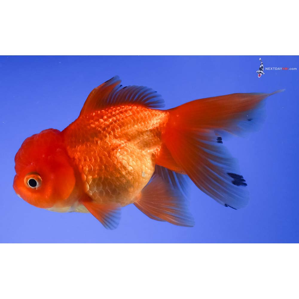 4” Imported Red Oranda