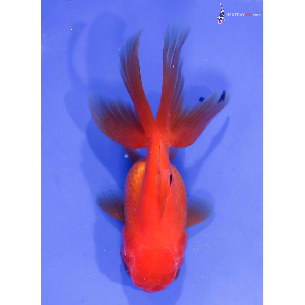 4” Imported Red Oranda