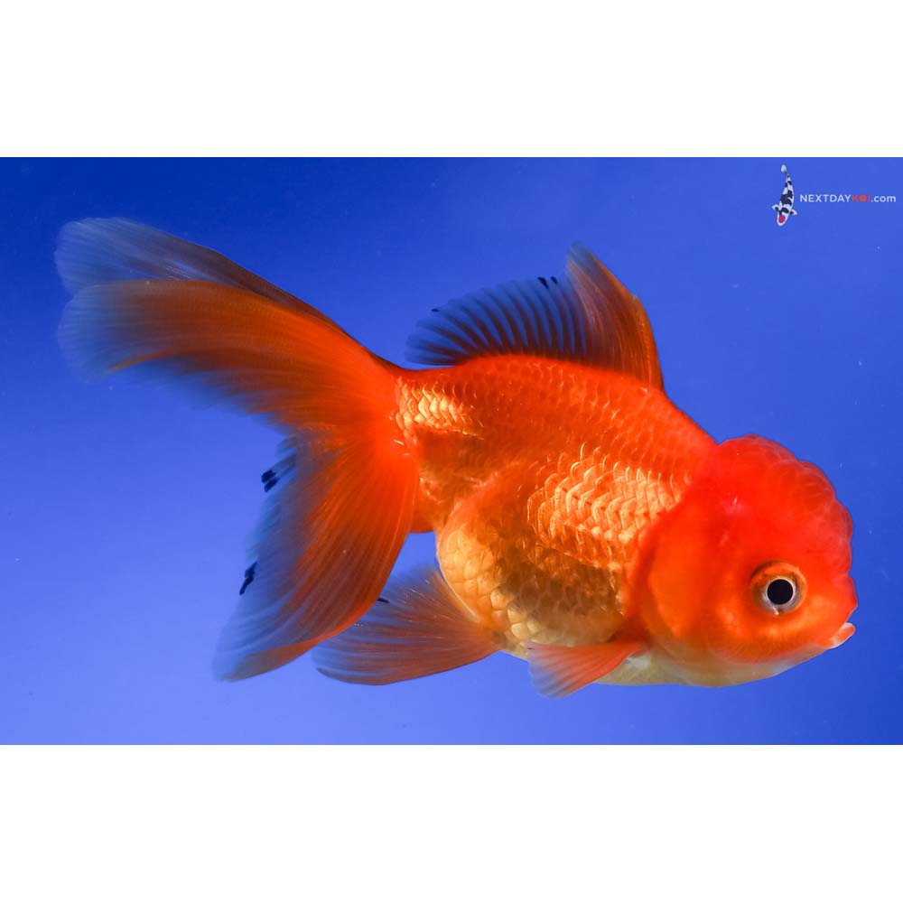 4” Imported Red Oranda