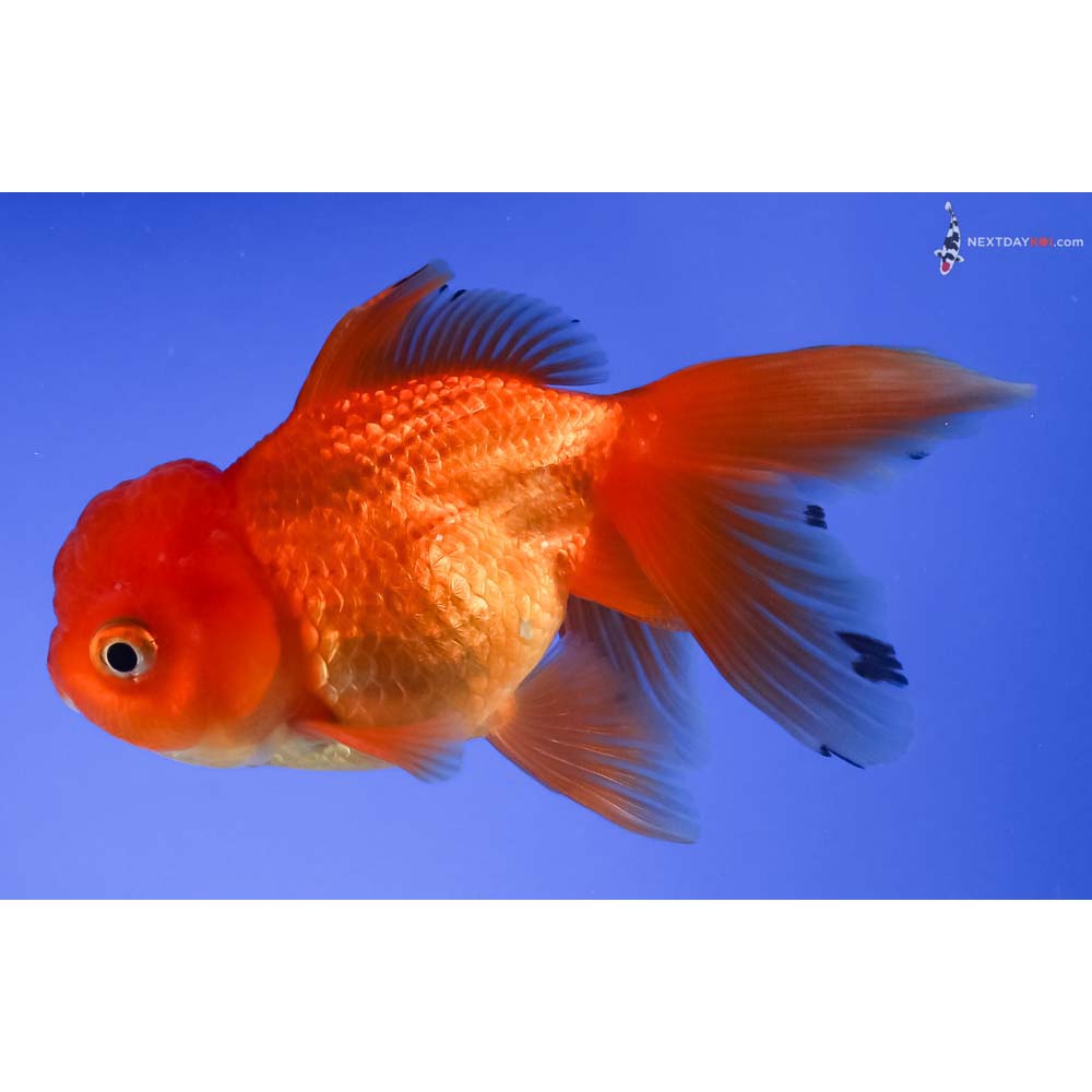 4” Imported Red Oranda