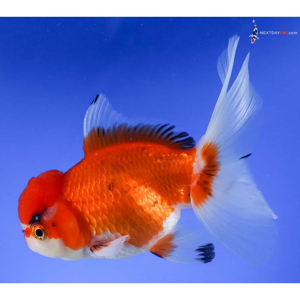 4” Imported Tri Color Oranda