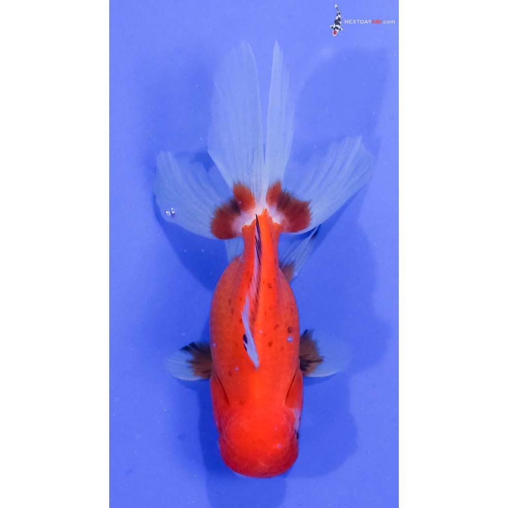 4” Imported Tri Color Oranda