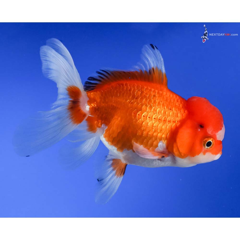 4” Imported Tri Color Oranda