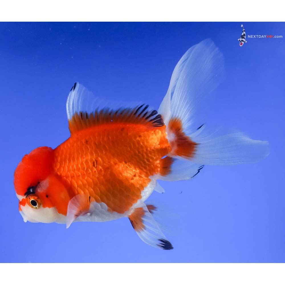 4” Imported Tri Color Oranda