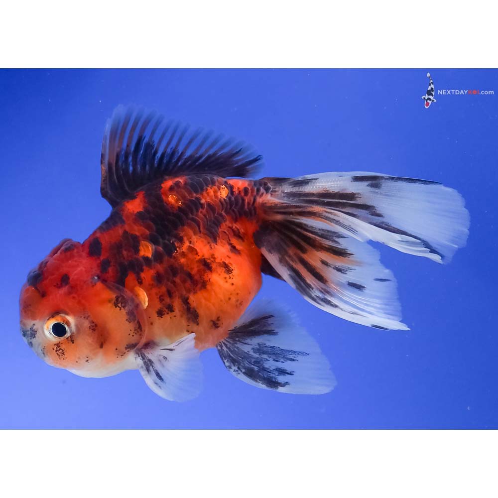 3.5” Imported Calico Oranda