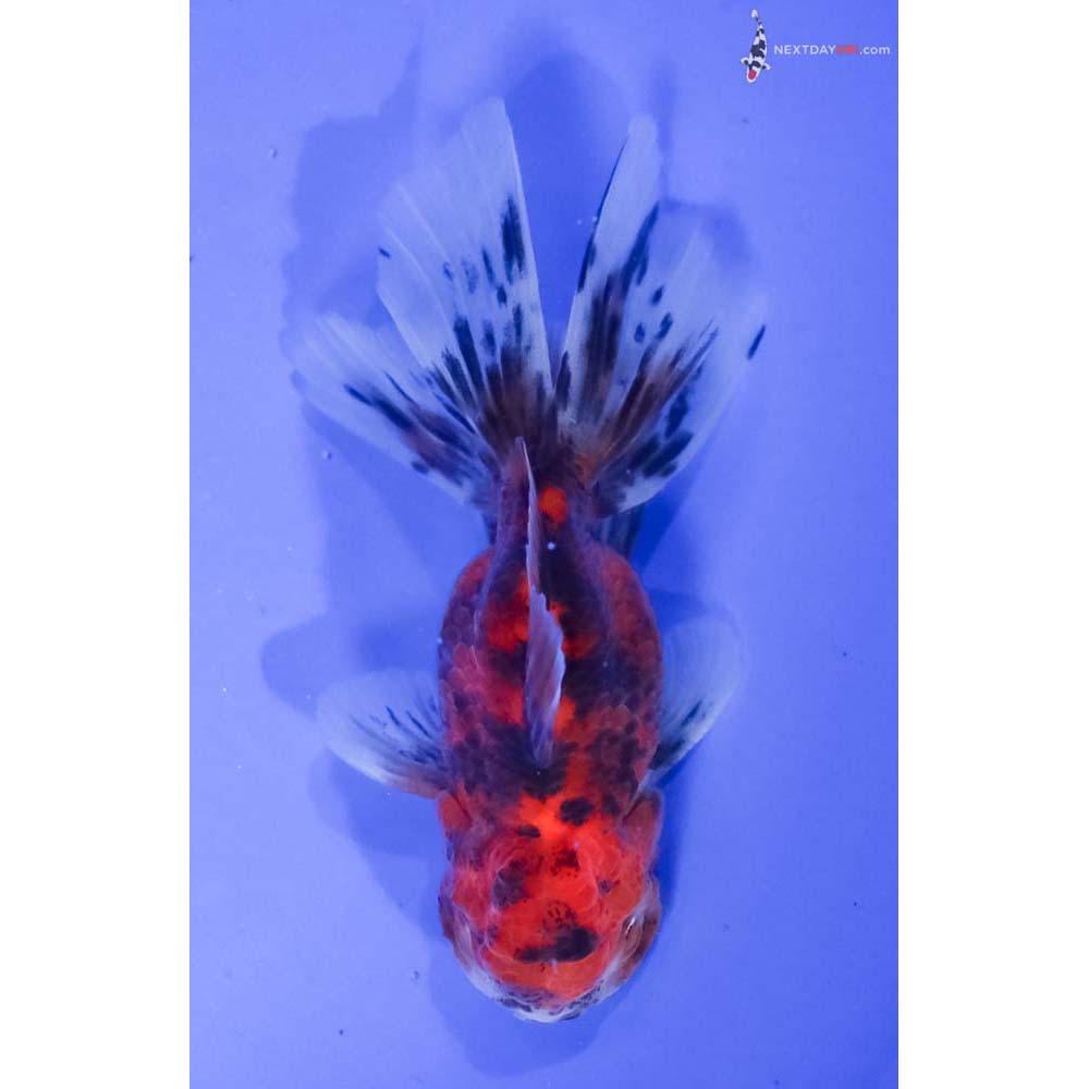 3.5” Imported Calico Oranda