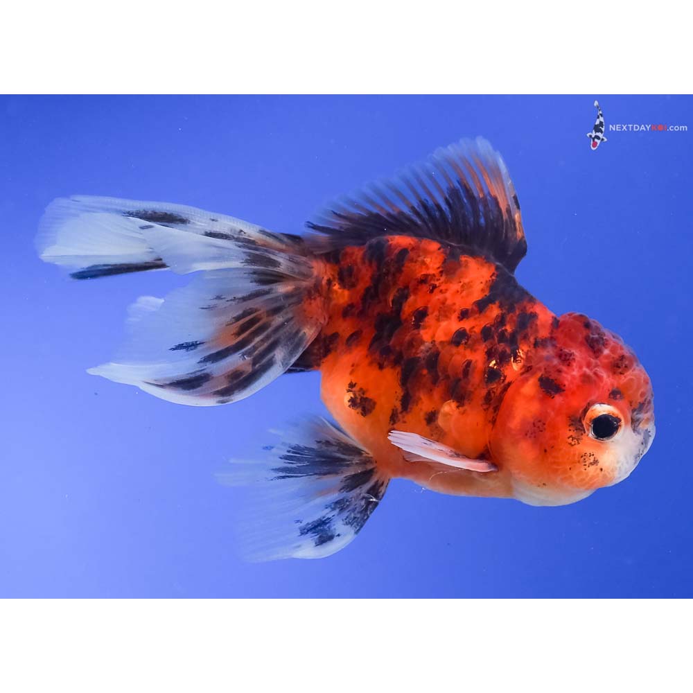 3.5” Imported Calico Oranda