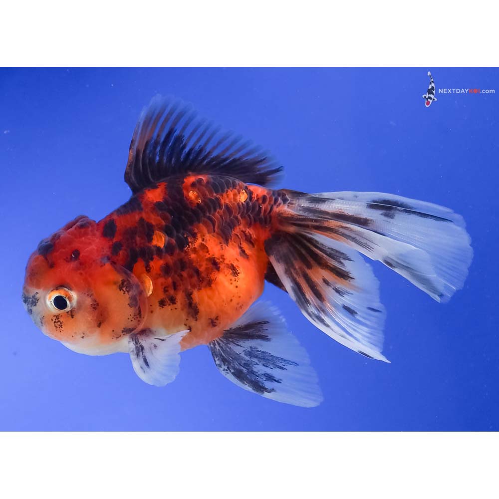 3.5” Imported Calico Oranda