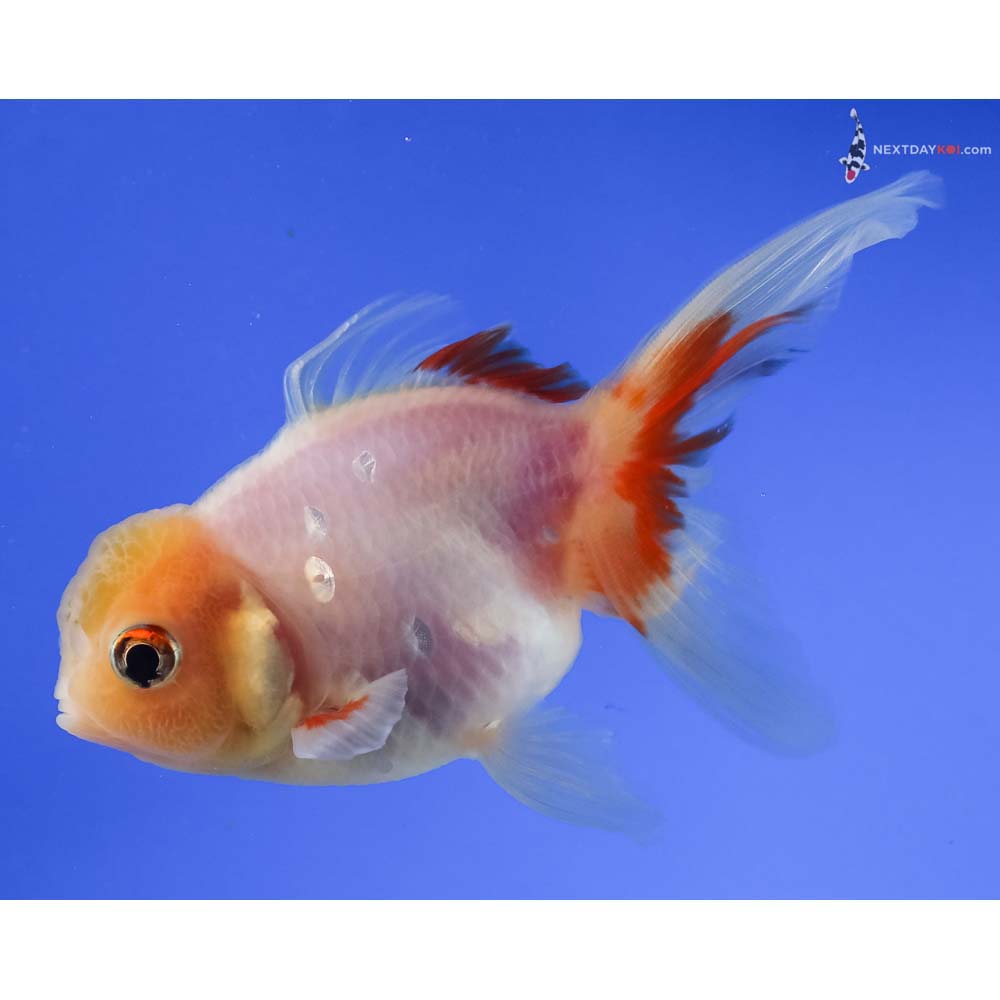 4” Imported White Oranda