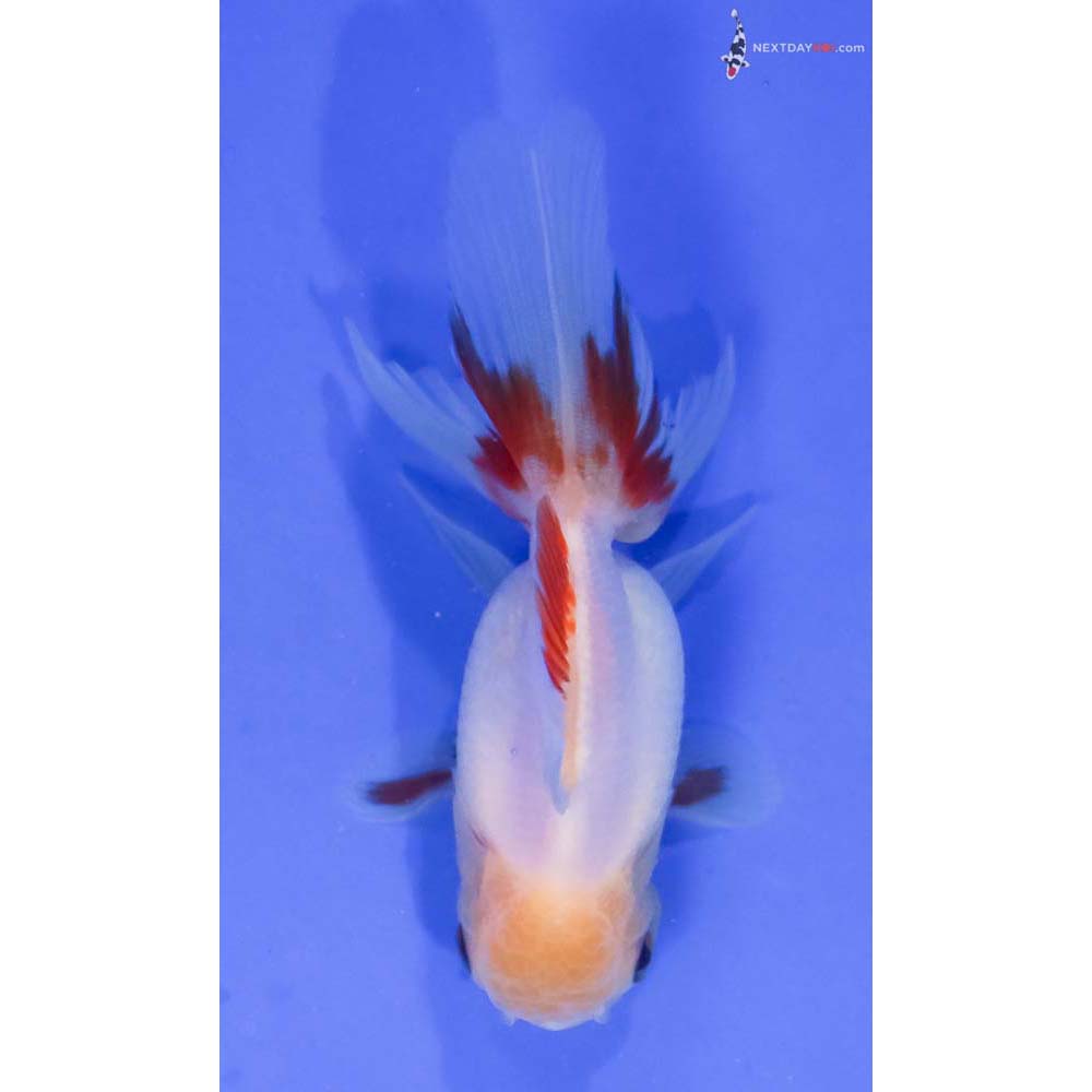 4” Imported White Oranda