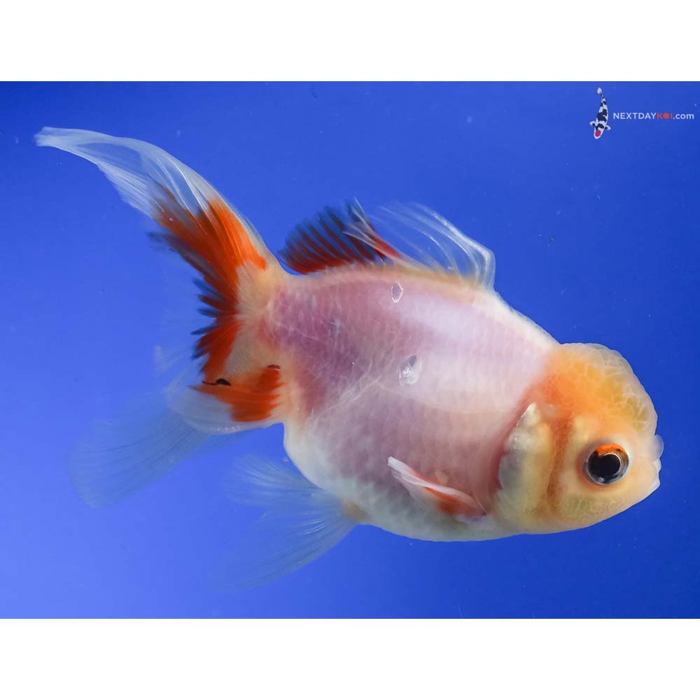 4” Imported White Oranda