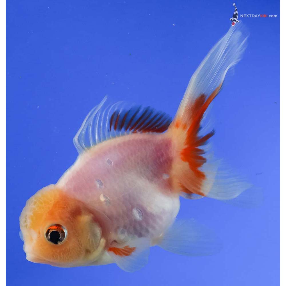 4” Imported White Oranda