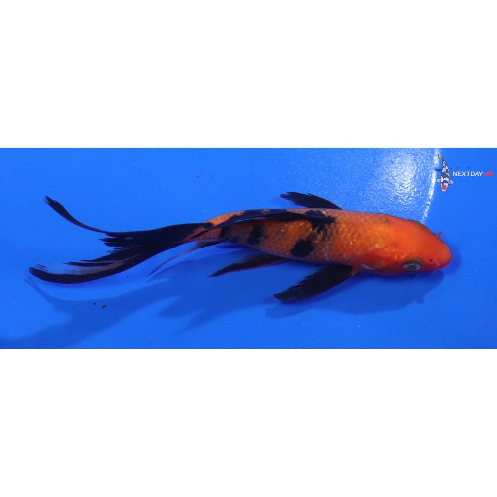 4.5” Imported Aka Bekko Butterfly Koi
