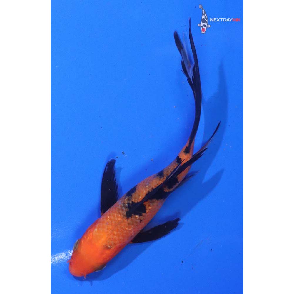 4.5” Imported Aka Bekko Butterfly Koi