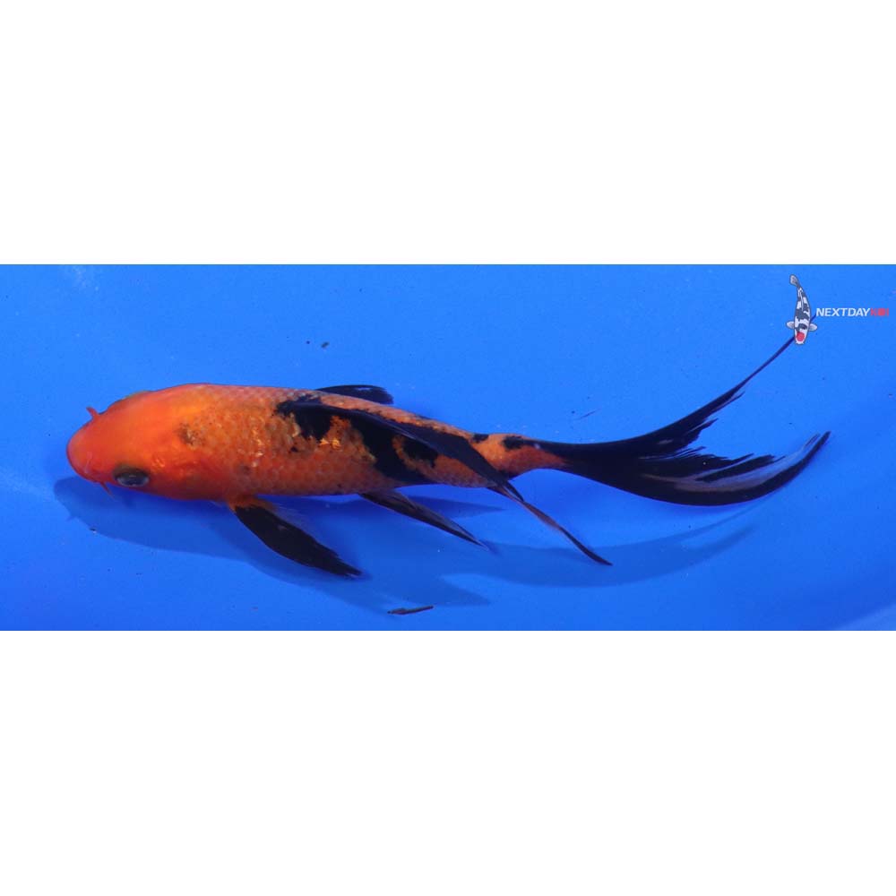 4.5” Imported Aka Bekko Butterfly Koi