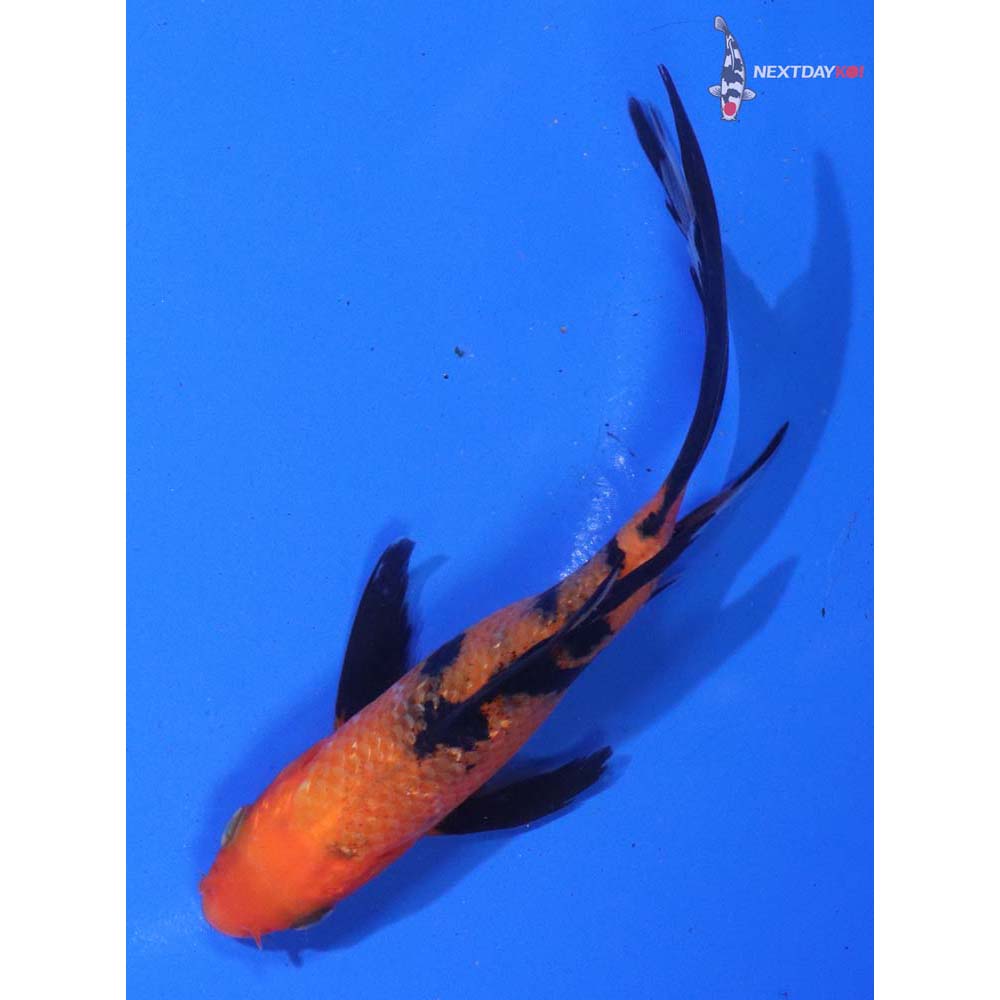 4.5” Imported Aka Bekko Butterfly Koi