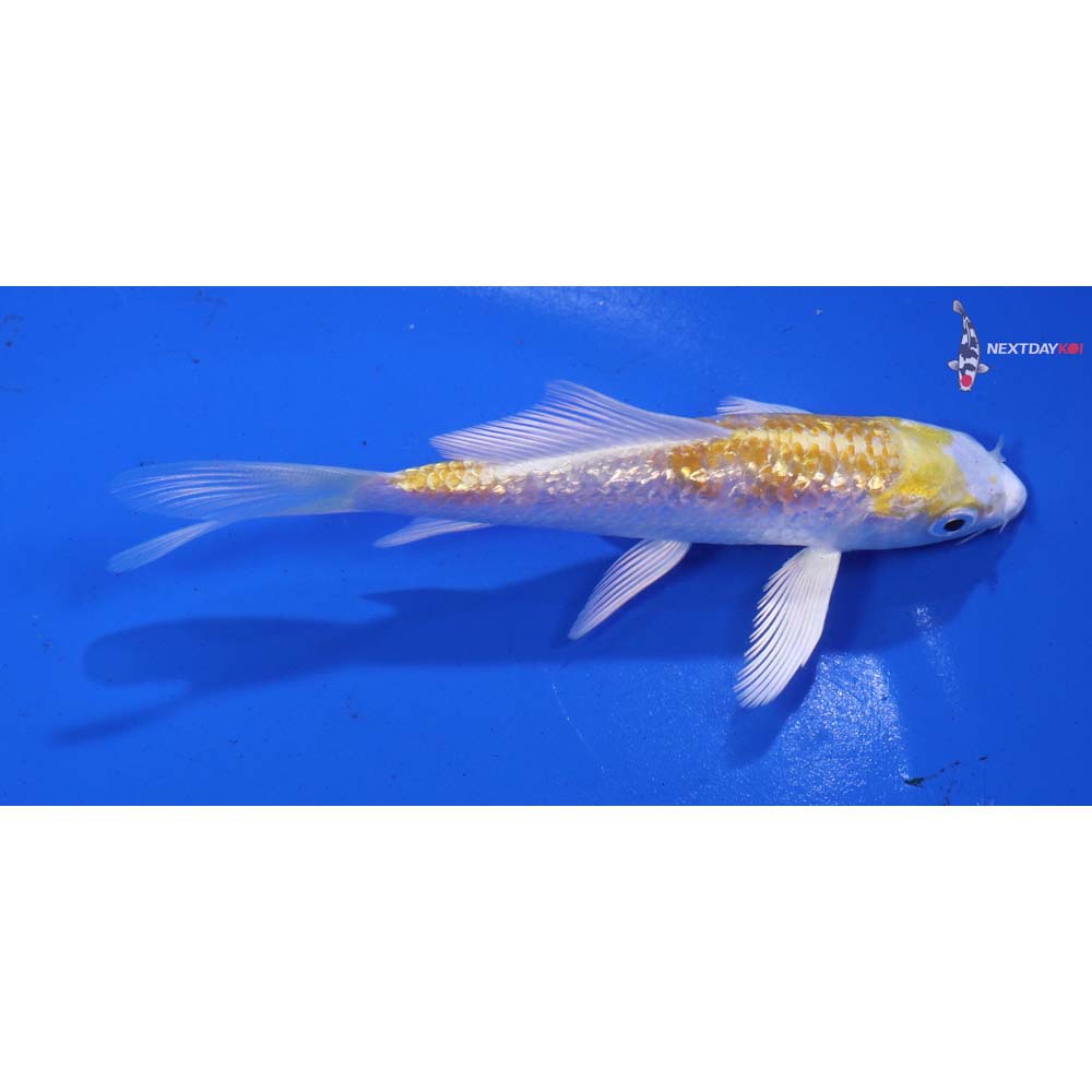 4.5” Imported Gin Rin Lemon Hariwake Butterfly Koi
