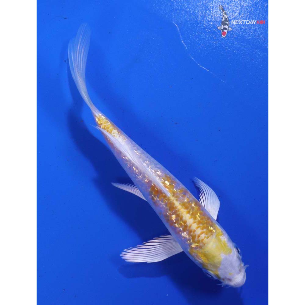 4.5” Imported Gin Rin Lemon Hariwake Butterfly Koi