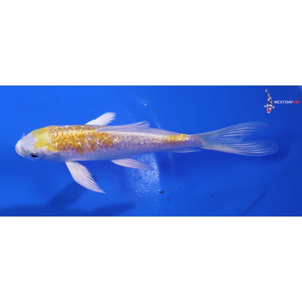 4.5” Imported Gin Rin Lemon Hariwake Butterfly Koi