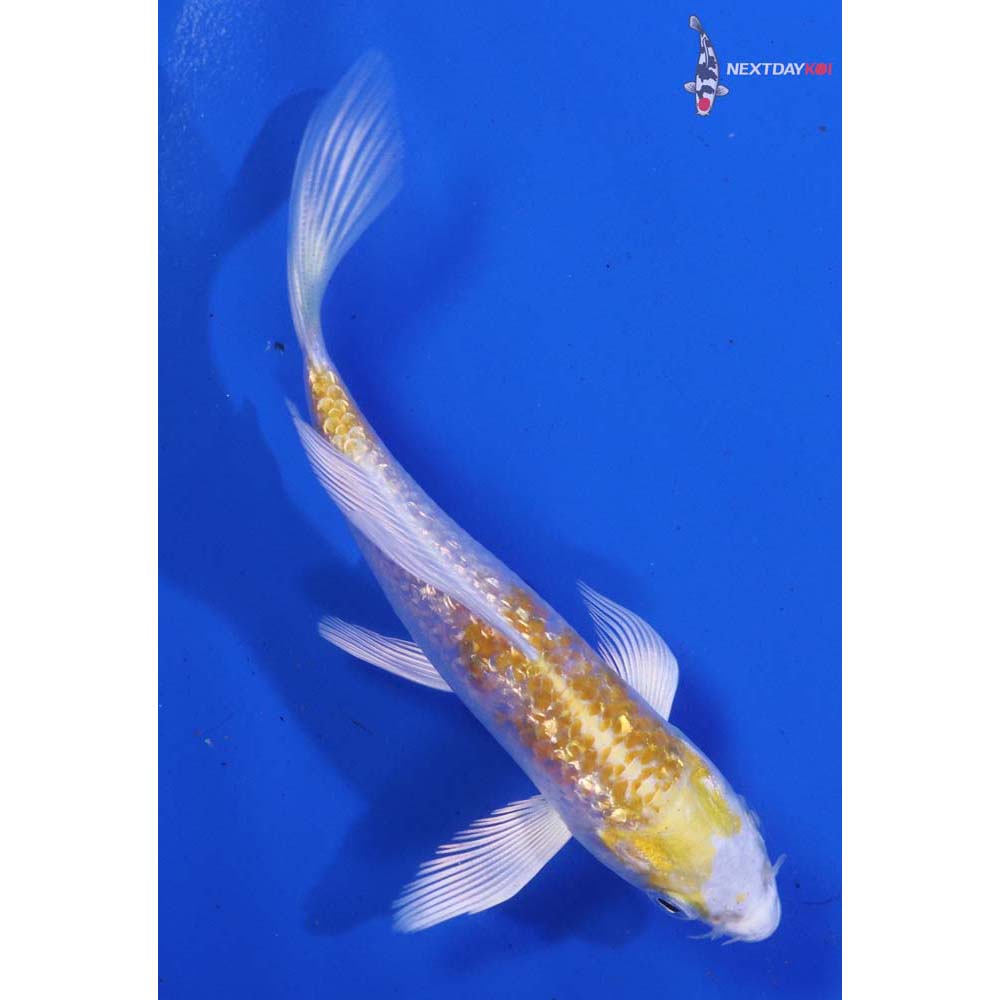 4.5” Imported Gin Rin Lemon Hariwake Butterfly Koi