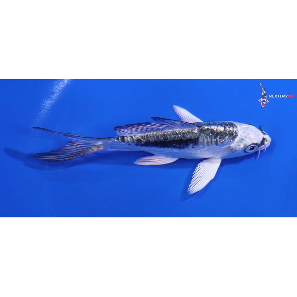 4” Imported Kikokuryu Butterfly Koi