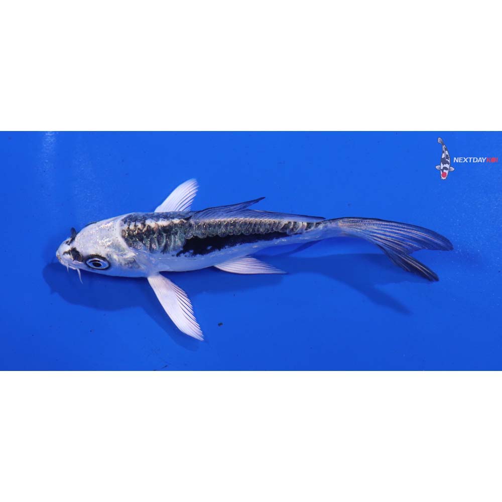 4” Imported Kikokuryu Butterfly Koi