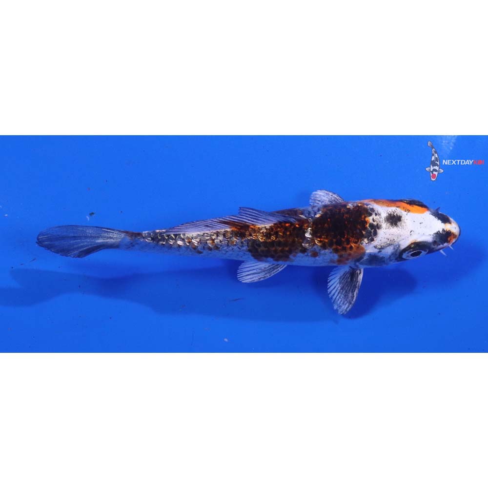 4” Imported Gin Rin Kujaku