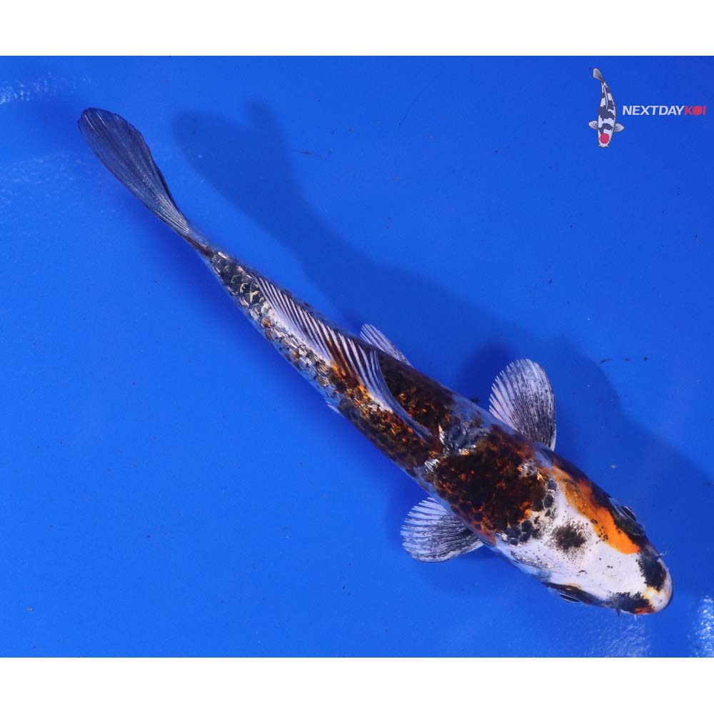 4” Imported Gin Rin Kujaku