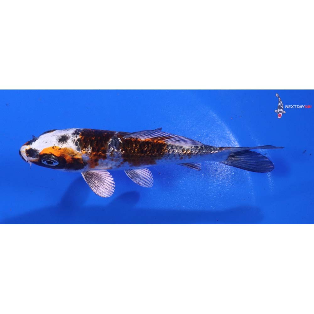 4” Imported Gin Rin Kujaku