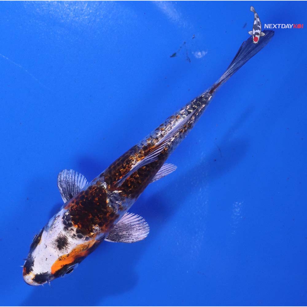 4” Imported Gin Rin Kujaku