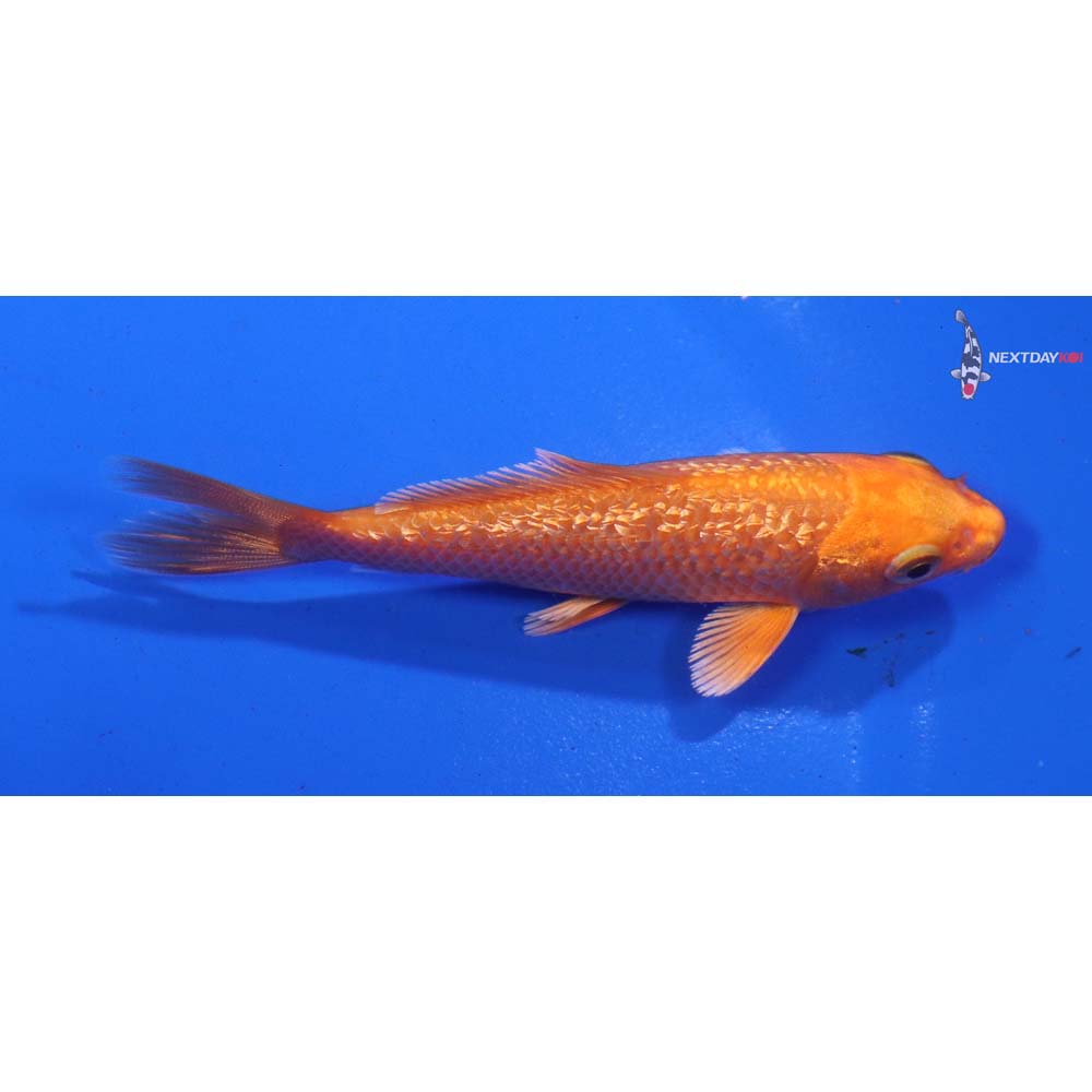 4” Imported Gin Rin Orenji Ogon