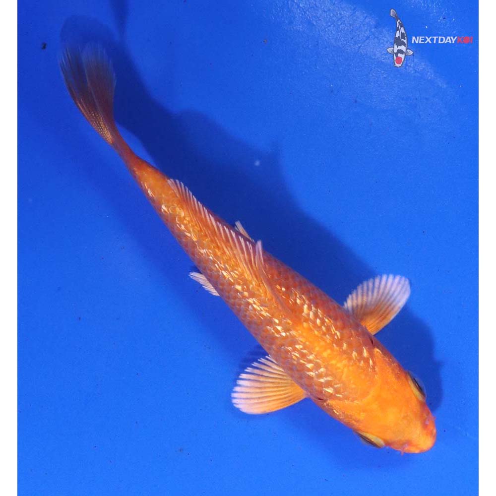 4” Imported Gin Rin Orenji Ogon